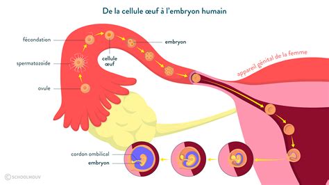 rencontre ovule spermatozoïdes|Stades du développement fœtal